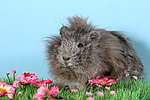 Peruanermeerschwein / guninea pig