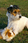 Parson Russell Terrier und Peruanermeerschwein / prt and guninea pig