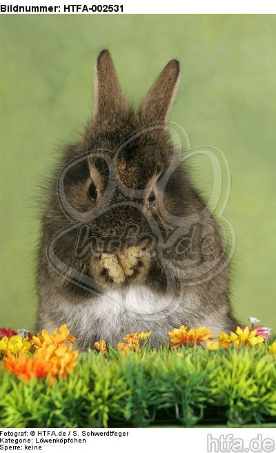 Löwenköpfchen / lion-headed bunny / HTFA-002531