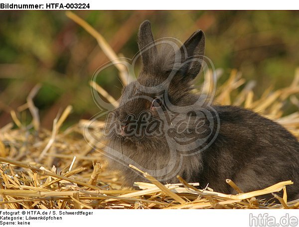 Löwenköpfchen / lion-headed bunny / HTFA-003224