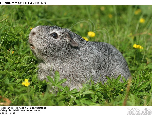 Glatthaarmeerschwein / guninea pig / HTFA-001876