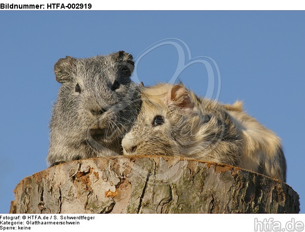 Meerschweinchen / guninea pigs / HTFA-002919