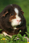 US-Teddy / guninea pig