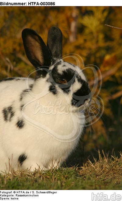 Englische Schecke / rabbit / HTFA-003086