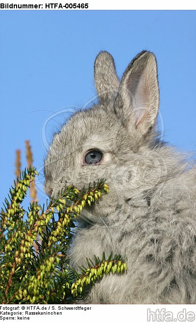 junges Angorakaninchen / young rabbit / HTFA-005465