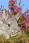 junges Angorakaninchen / young rabbit