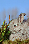 junges Angorakaninchen / young rabbit