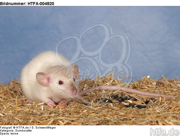 Dumboratte / rat / HTFA-004820