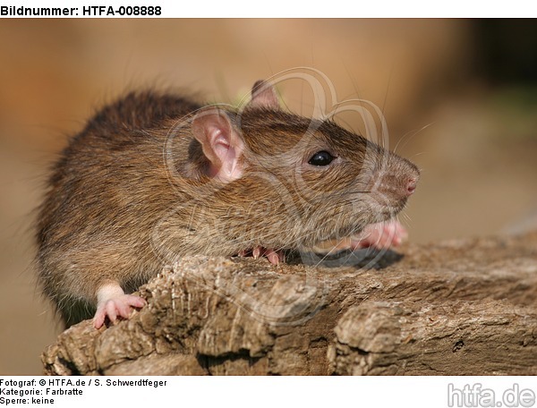 Farbratte / rat / HTFA-008888