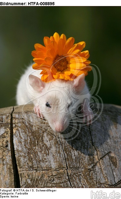 Farbratte mit Blume / rat with flower / HTFA-008895