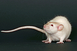 Dumboratte / rat