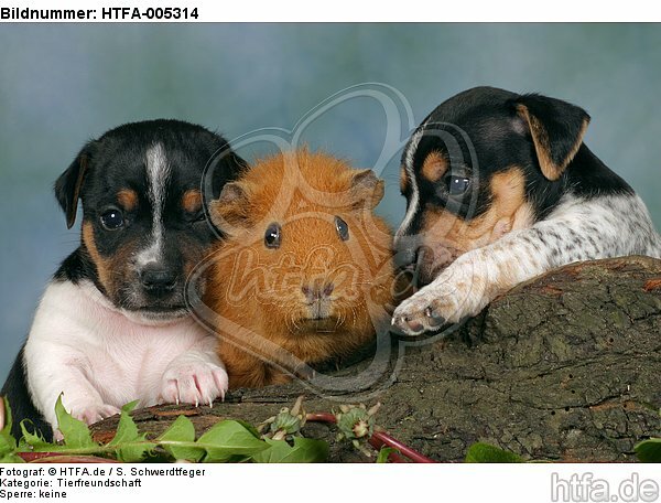 Jack Russell Terrier Welpen und Meerschwein / jack russell terrier puppies and guninea pig / HTFA-005314
