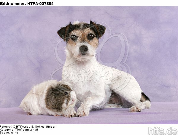 Parson Russell Terrier und Meerschwein / dog and guninea pig / HTFA-007884