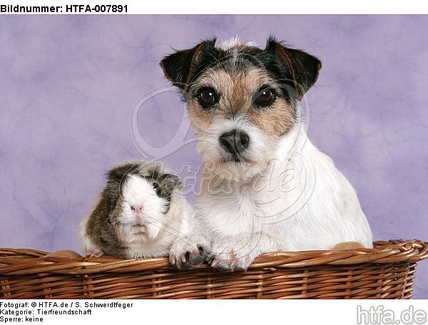 Parson Russell Terrier und Meerschwein / dog and guninea pig / HTFA-007891