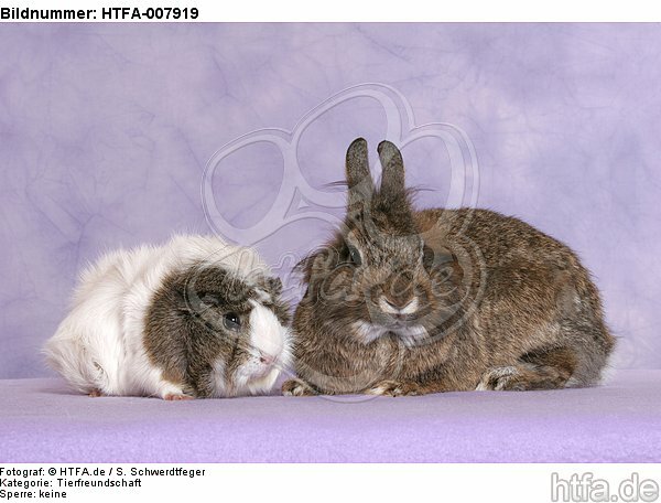Meerschwein und Zwergkaninchen / guninea pig and dwarf rabbit / HTFA-007919