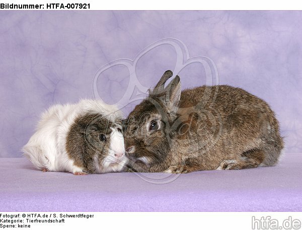 Meerschwein und Zwergkaninchen / guninea pig and dwarf rabbit / HTFA-007921