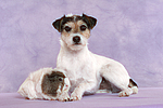 Parson Russell Terrier und Meerschwein / dog and guninea pig