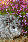 Rosettenmeerschwein / guninea pig