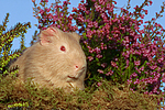Satinmeerschwein / guninea pig