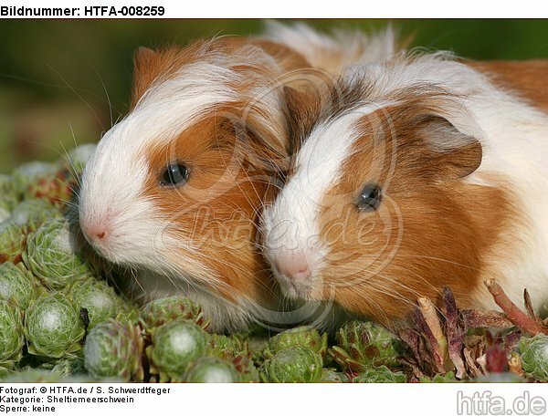 junge Sheltiemeerschweine / young guninea pigs / HTFA-008259