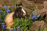 Sheltiemeerschwein / guninea pig