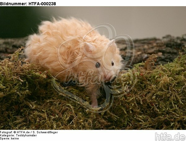 Teddyhamster / hamster / HTFA-000238