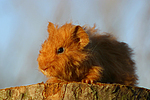 junges Texelmeerschwein / young guninea pig