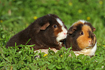 US-Teddy Meerschweine / US-Teddy guninea pigs