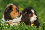 US-Teddy Meerschweine / US-Teddy guninea pigs