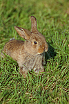 Zwergwidder / lop-eared bunny