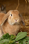 Widderkaninchen / lop-eared bunny