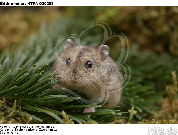 Dschungarischer Zwerghamster / hamster / HTFA-000253