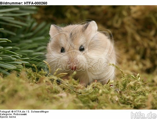 Roborowski Zwerghamster / Roborovski's dwarf hamster / HTFA-000260