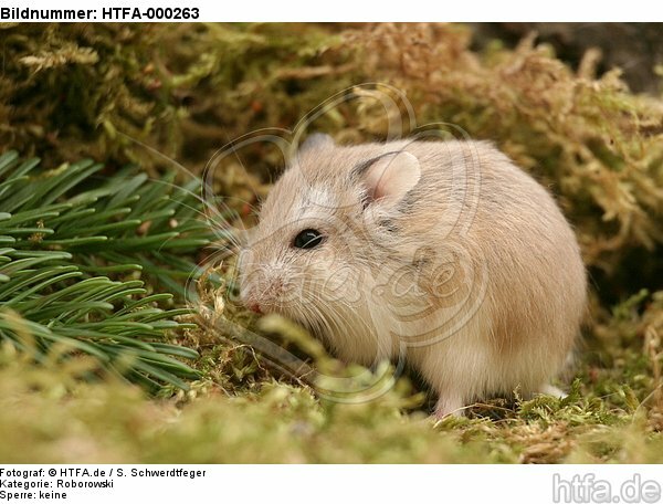 Roborowski Zwerghamster / Roborovski's dwarf hamster / HTFA-000263