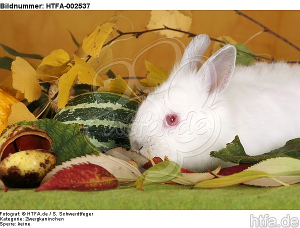 Zwergkaninchen / dwarf rabbit / HTFA-002537