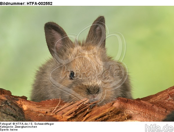 Zwergkaninchen / dwarf rabbit / HTFA-002552