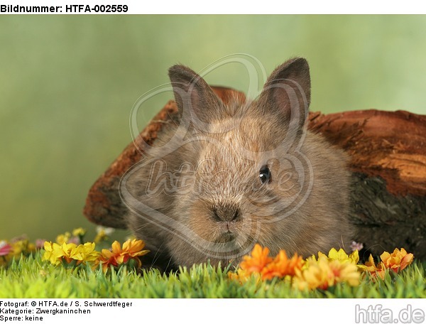 Zwergkaninchen / dwarf rabbit / HTFA-002559