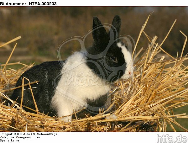 Zwergkaninchen / dwarf rabbit / HTFA-003233