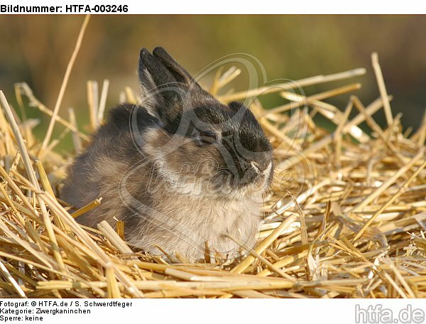 Zwergkaninchen / dwarf rabbit / HTFA-003246