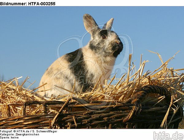 Zwergkaninchen / dwarf rabbit / HTFA-003255