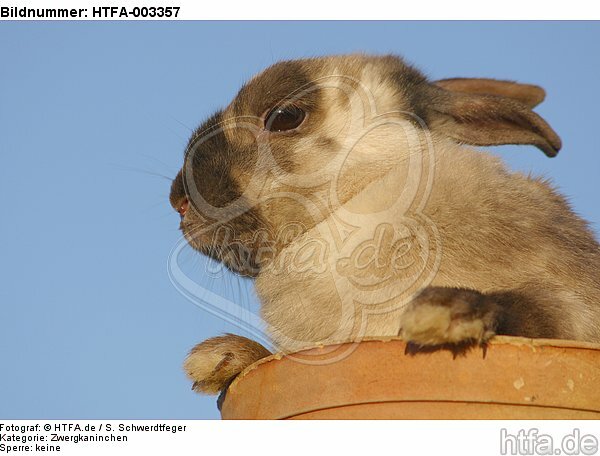 Zwergkaninchen / dwarf rabbit / HTFA-003357