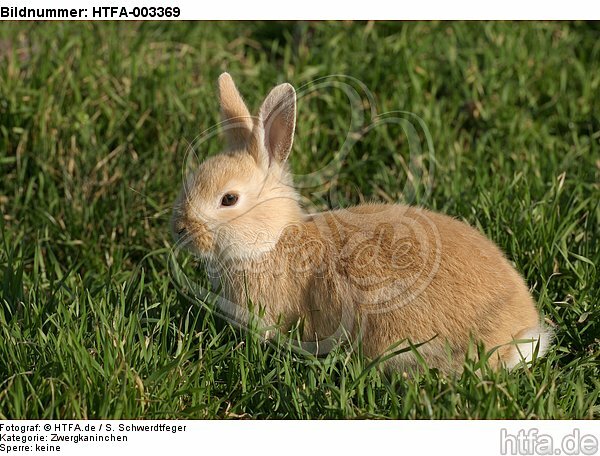 Zwergkaninchen / dwarf rabbit / HTFA-003369