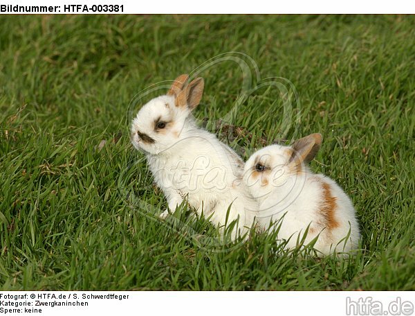 Zwergkaninchen / dwarf rabbit / HTFA-003381