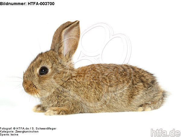 Zwergkaninchen / dwarf rabbit / HTFA-003700