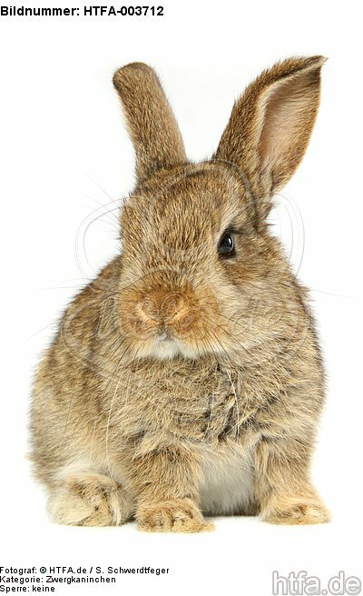 Zwergkaninchen / dwarf rabbit / HTFA-003712