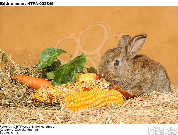 Zwergkaninchen / dwarf rabbit / HTFA-003845