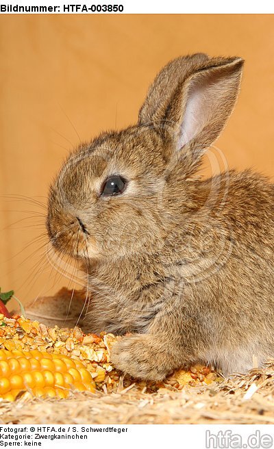 Zwergkaninchen / dwarf rabbit / HTFA-003850