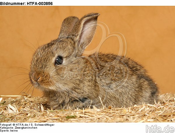 Zwergkaninchen / dwarf rabbit / HTFA-003856