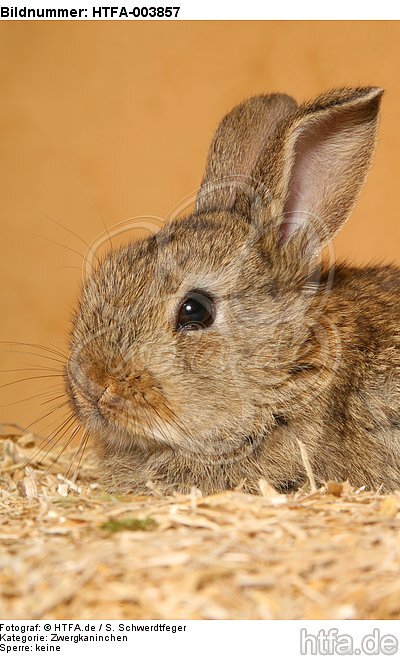 Zwergkaninchen / dwarf rabbit / HTFA-003857