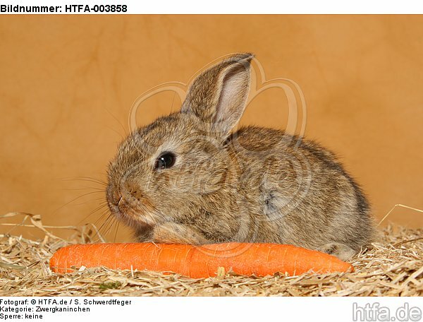 Zwergkaninchen / dwarf rabbit / HTFA-003858